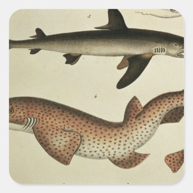Lesser Spotted Dogfish Square Sticker (Front)