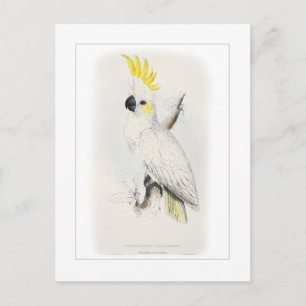 Lesser sulphur-crested cockatoo postcard