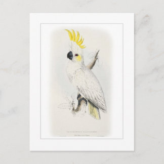 Lesser sulphur-crested cockatoo postcard