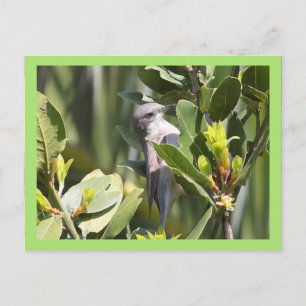 Lesser Whitethroat Postcard