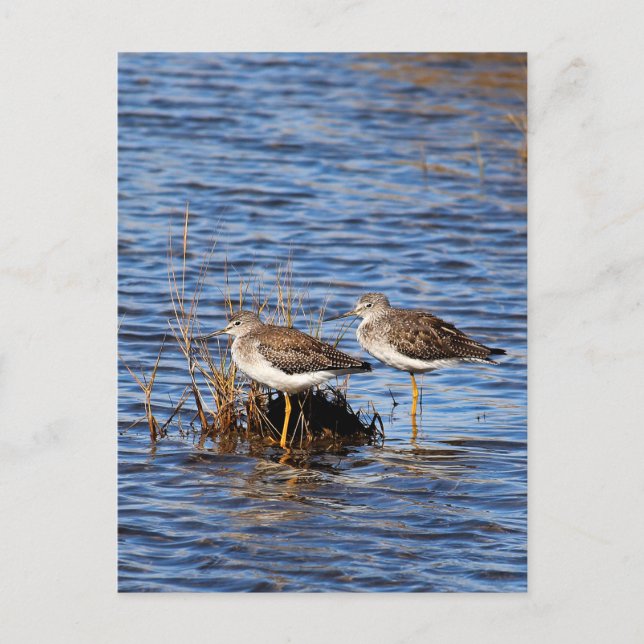 Lesser Yellowlegs Photo Postcard (Front)