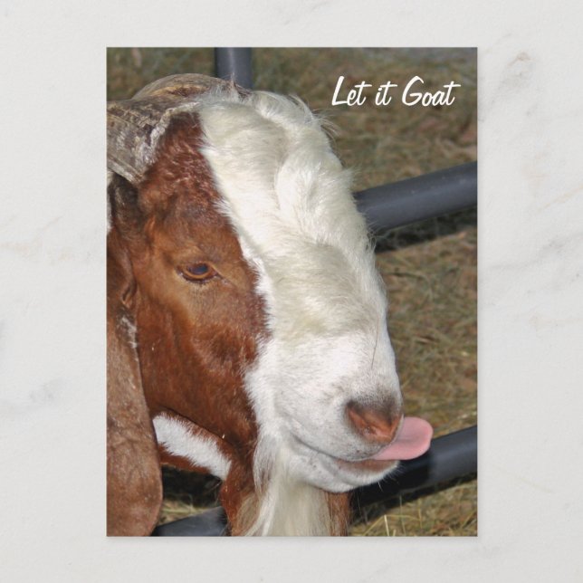 Let it Goat, Boar Billy Postcard (Front)