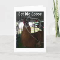 LET ME LOOSE TO SAY HAPPY BIRTHDAY