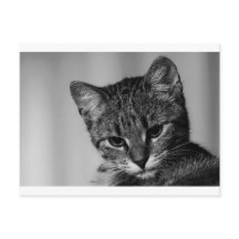 Let me see ... (sceptical cat)