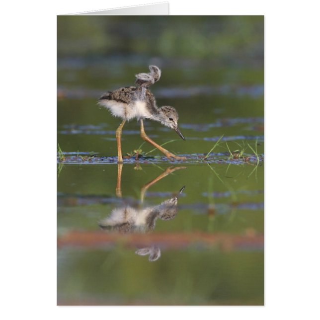 Let me see your wings baby bird (Front)