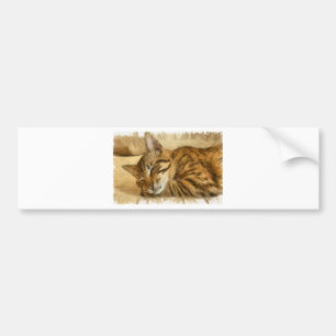 Let Sleeping Cats Lie Pencil Sketch Bumper Sticker