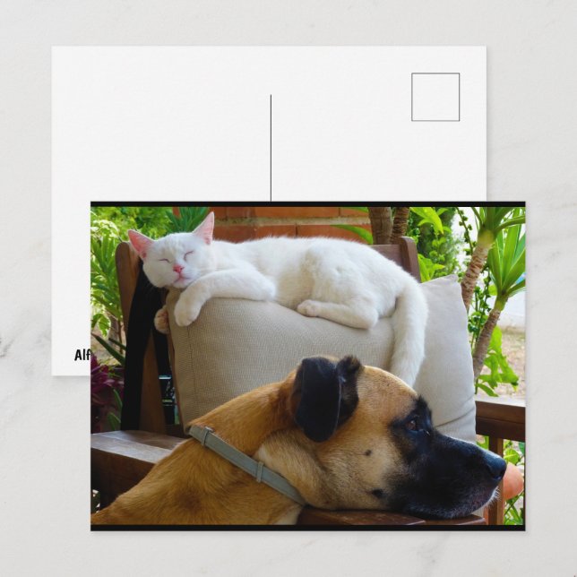Let Sleeping Cats Lie Postcard (Front/Back)