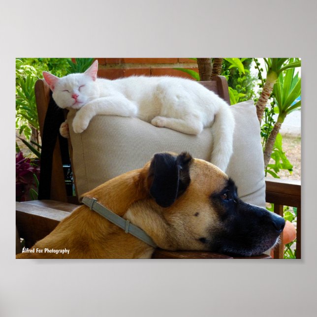 Let Sleeping Cats Lie Poster (Front)