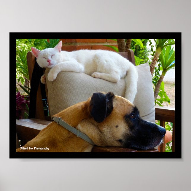 Let Sleeping Cats Lie Poster (Front)