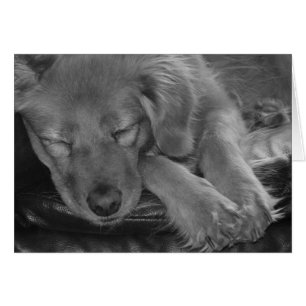 Let Sleeping Dogs Lie!