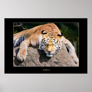 Let Sleeping Tigers Lie Poster