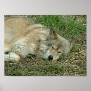 let sleeping wolves lie poster