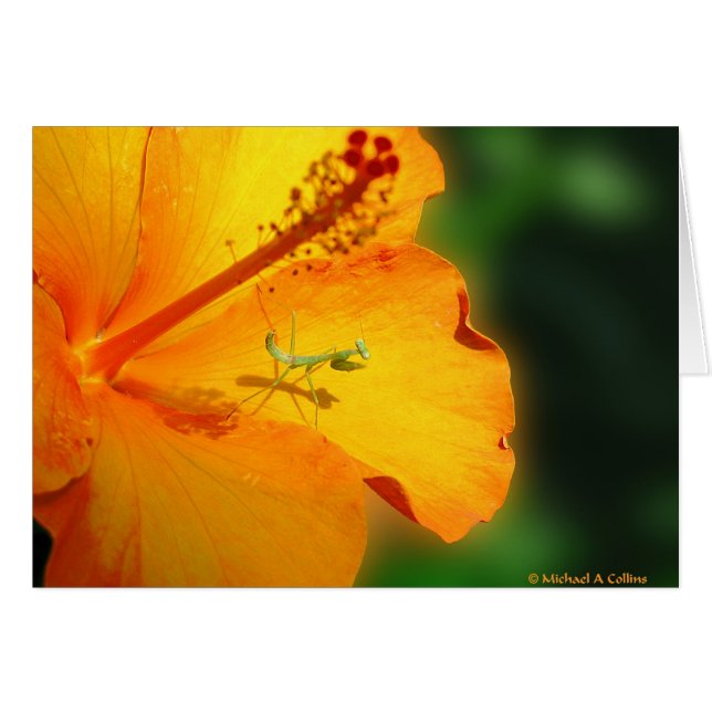 Let us pray (Front Horizontal)