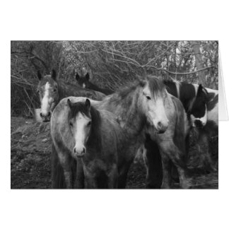 Let's all do the Conga! by CatMac