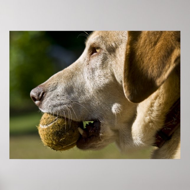 Let's Play Ball Poster (Front)