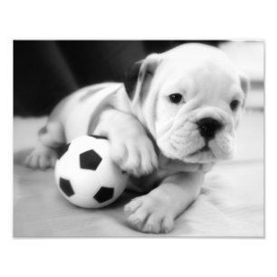 Let's Play Soccer!  English Bulldog Puppy Photo Print