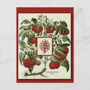 Letter A Monogram on Vintage Tomato Art Cards