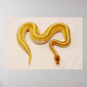 Letter "S" Yellow Ball Python Poster