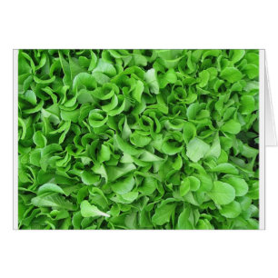 lettuce lovers