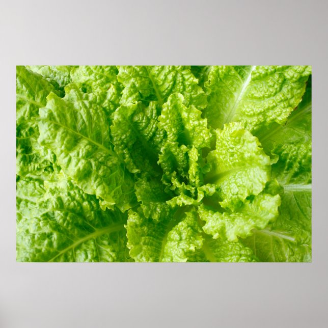 Lettuce Poster (Front)