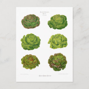 Lettuces Postcard