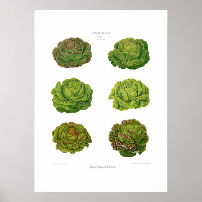 Lettuces Poster (Front)