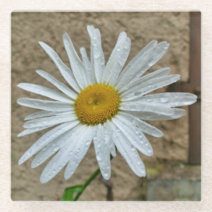 Leucanthemum Bloom Glass Coaster