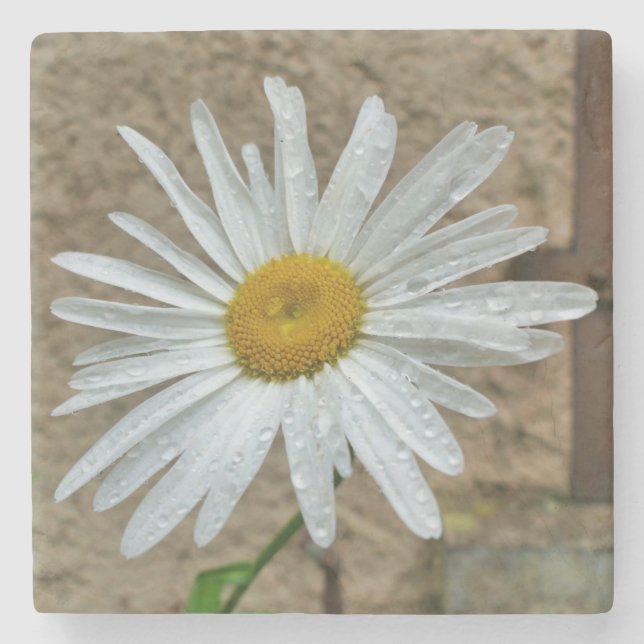 Leucanthemum Bloom Stone Coaster (Front)