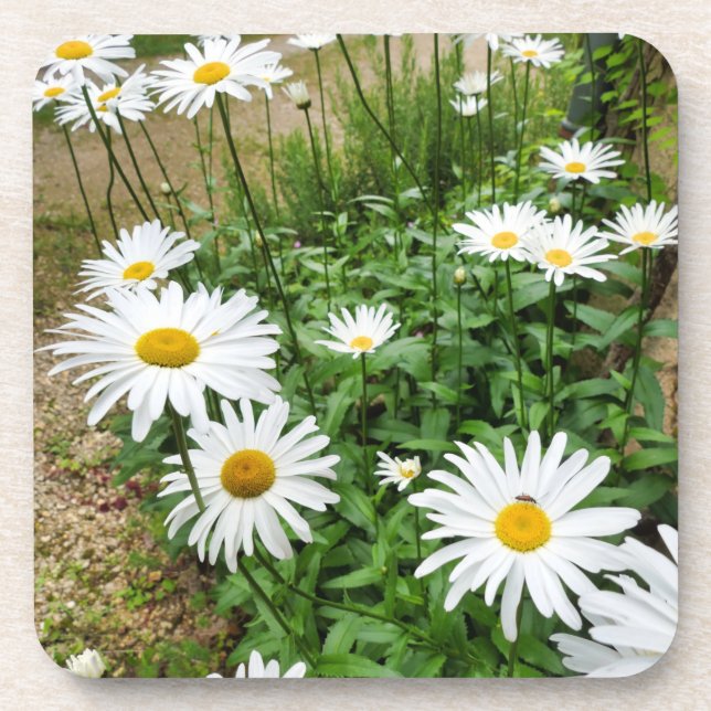 Leucanthemum Blooms Coaster (Front)