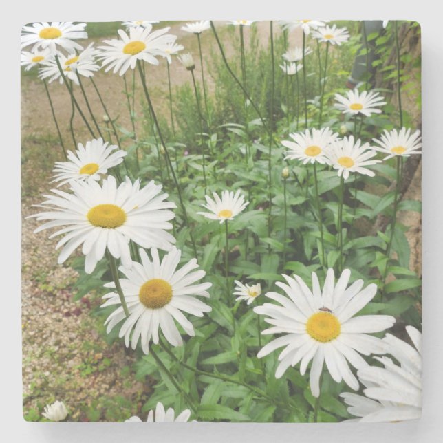 Leucanthemum Blooms Stone Coaster (Front)