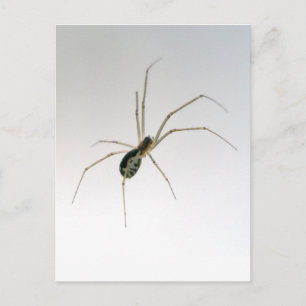 Leucauge Orb Weaver Spider Postcard