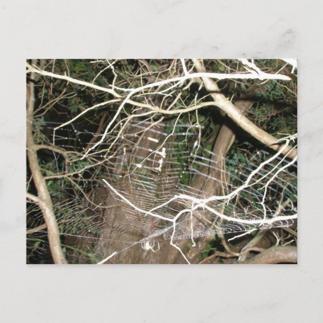 Leucauge Spider Web Postcard (Front)