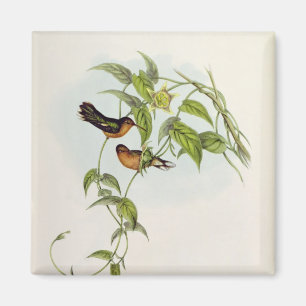 Leucippus Fallax Magnet