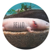 leucistic axolotl