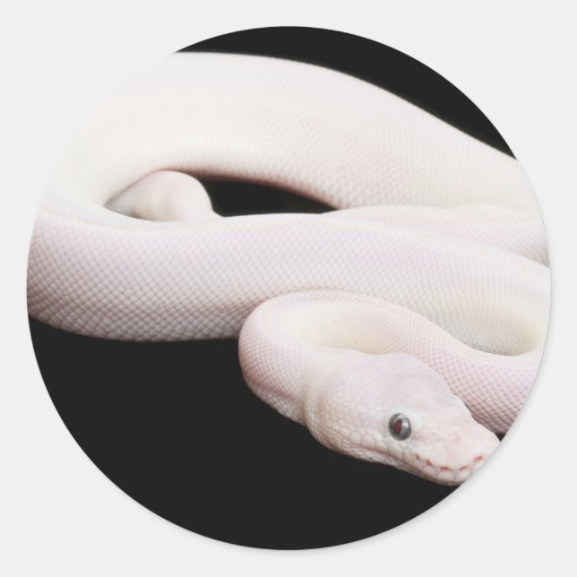 Leucistic Ball Python Classic Round Sticker (Front)