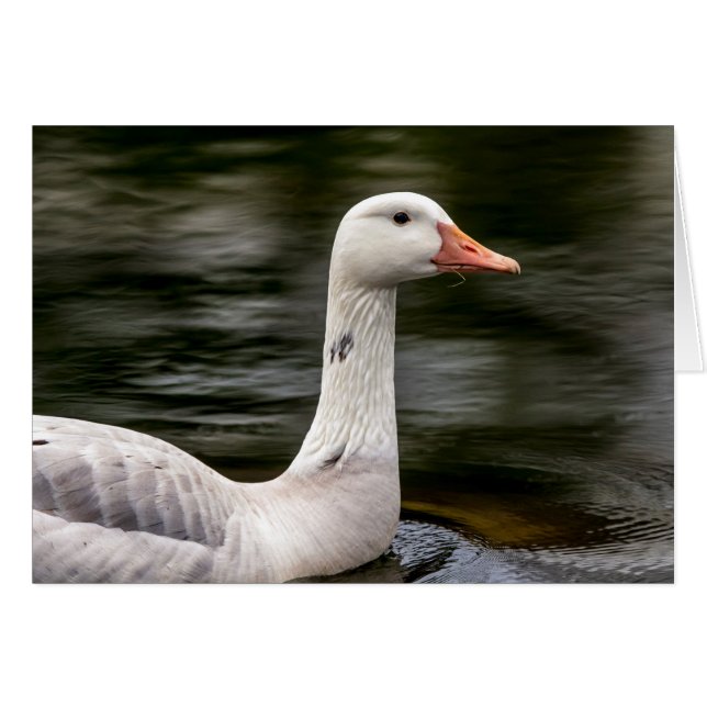 Leucistic Canadian Goose (Front Horizontal)