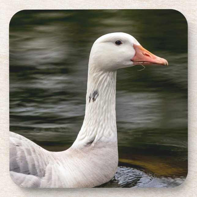Leucistic Canadian Goose Coaster (Front)