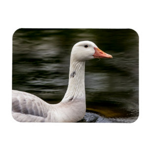 Leucistic Canadian Goose Magnet