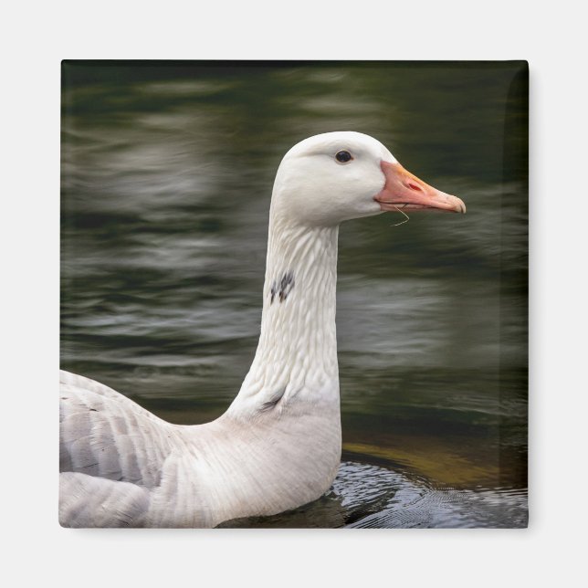 Leucistic Canadian Goose Magnet (Front)