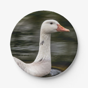 Leucistic Canadian Goose Paper Plate