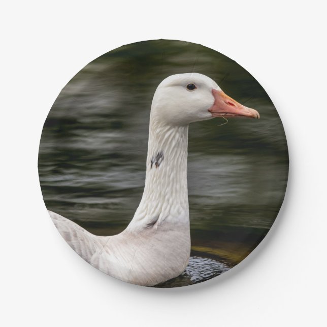 Leucistic Canadian Goose Paper Plate (Front)