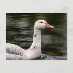 Leucistic Canadian Goose Postcard