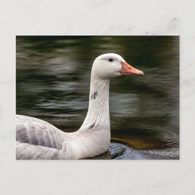 Leucistic Canadian Goose Postcard (Front)