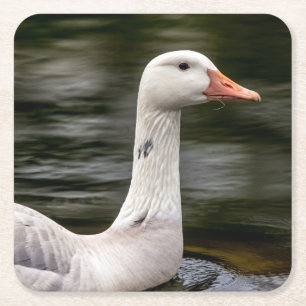 Leucistic Canadian Goose Square Paper Coaster