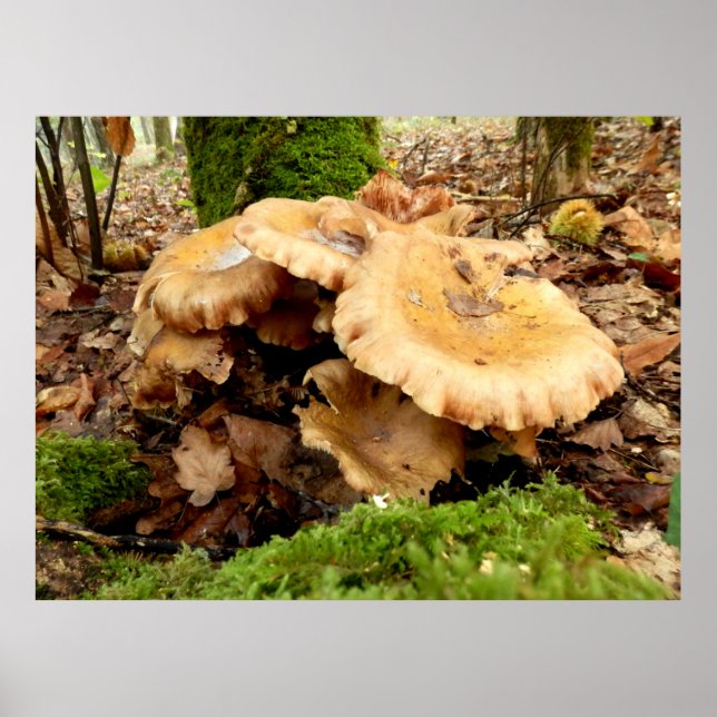 Leucopaxillus giganteus Mushroom Poster (Front)