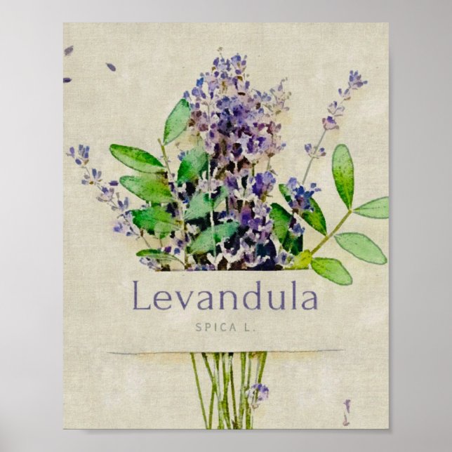 Levandula spica l. poster (Front)