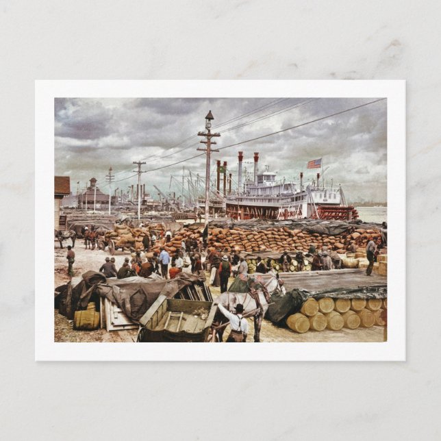 Levee at Canal Street New Orleans 1900 Postcard (Front)