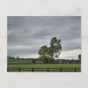 Lexington, Kentucky Postcard