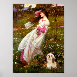 Lhasa Apso 4 - Windflowers Poster
