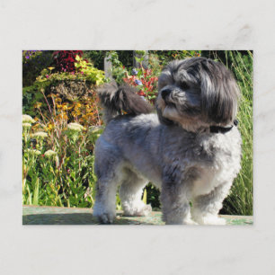 Lhasa Apso Bailey 1 Postcard